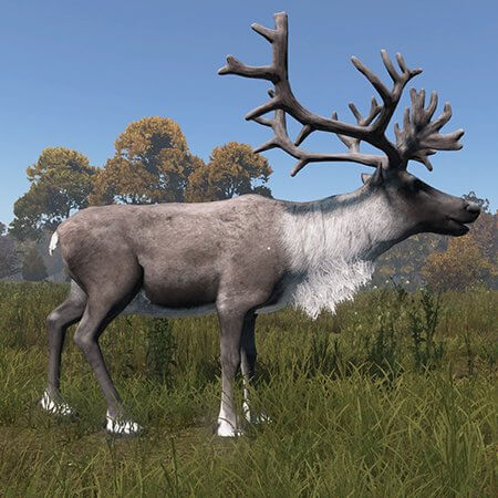 Северный олень