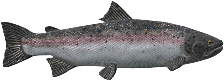 Радужная форель