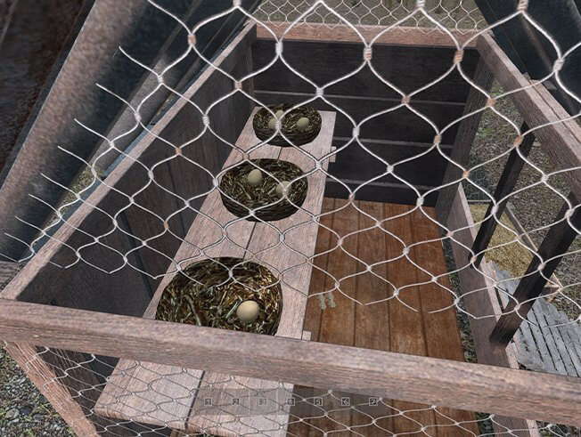 Гнёзда и яйца