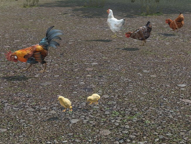 Разведение птиц