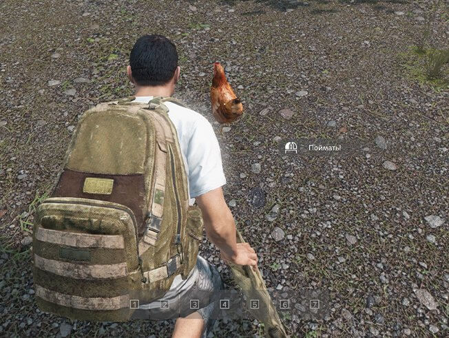 Ловля куриц