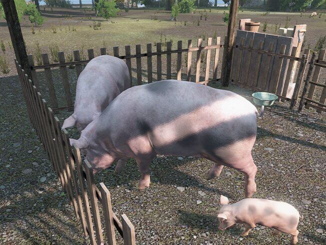 Разведение свиней