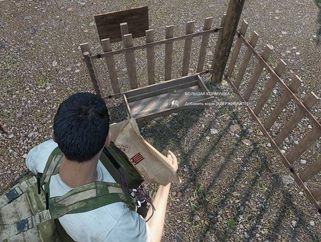 Кормление свиней