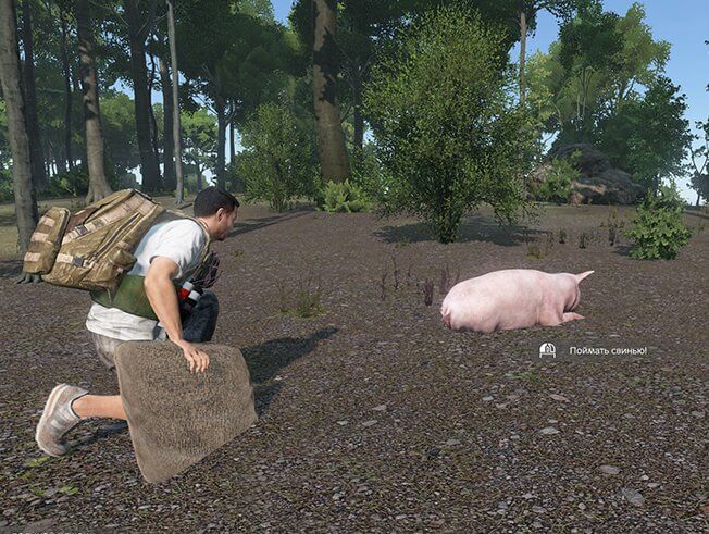 Ловля свиней